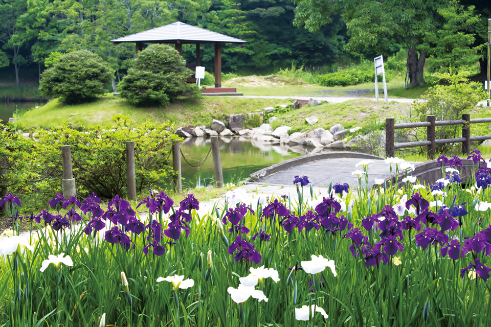 山口県フラワースポット 初夏の風物詩 花しょうぶの名所６選 地元情報誌が山口県を深堀していくウェブマガジン