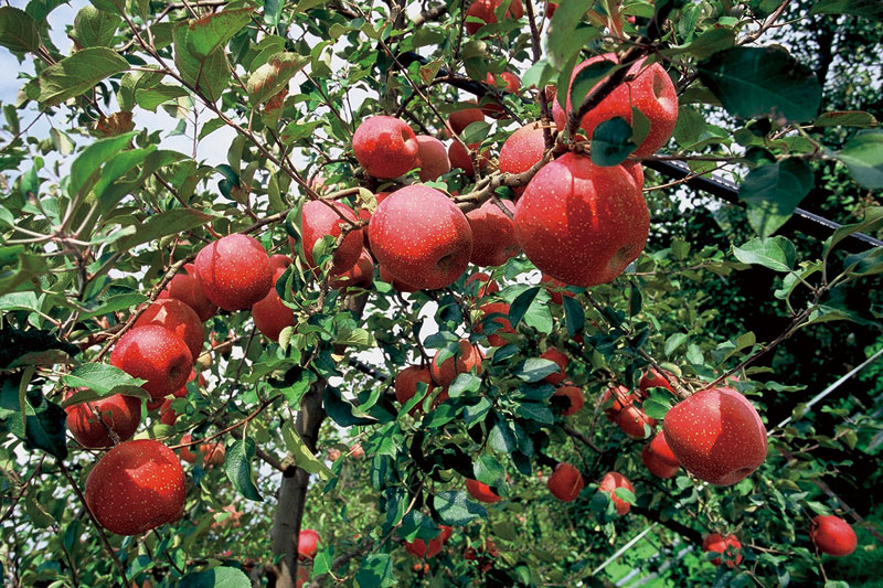 Apple & Blueberry Garden ㈲友清りんご園