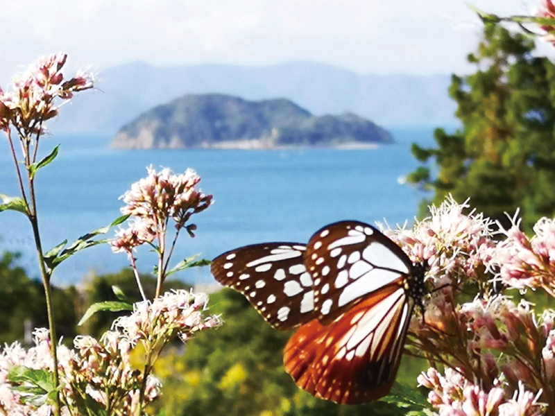 山口県旅する蝶 アサギマダラに逢いに行こう ４選   地元情報誌が
