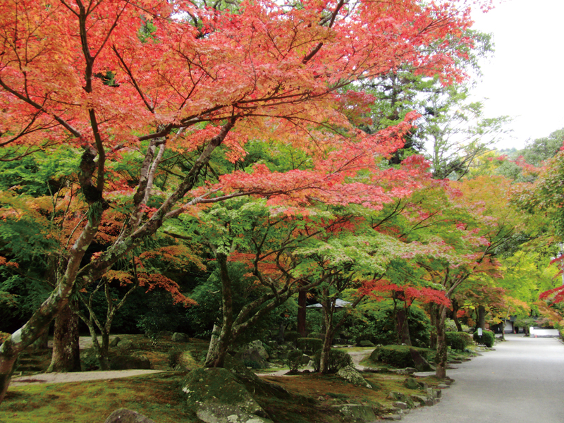 山口県特集】歴史ある名所で楽しむ、秋の紅葉とお抹茶体験 - 地元情報